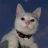 Indifferento