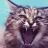 meow