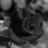 ltsroxo