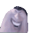 baihuzi
