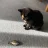 DoctorCat9000